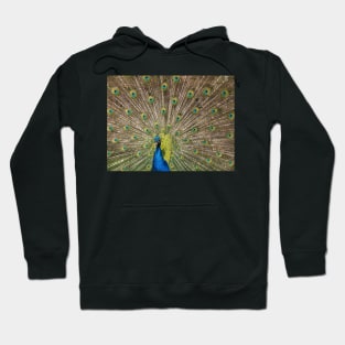 Peacock Displaying Feathers Hoodie